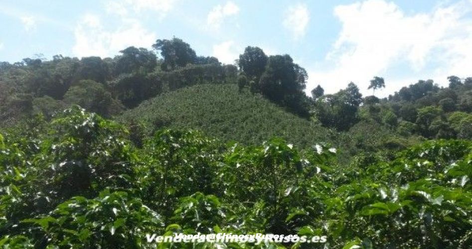 Продажа кофейной компании в Панаме (ферма, бренд, экспортер)