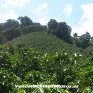 Продажа кофейной компании в Панаме (ферма, бренд, экспортер)